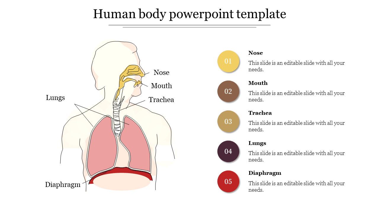 Free - Attractive Human Body PowerPoint Template Presentation