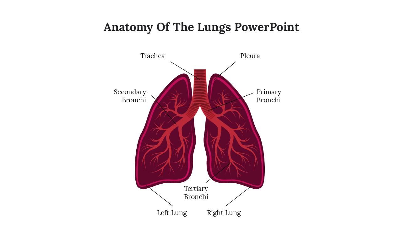 Anatomy Of The Lungs PowerPoint