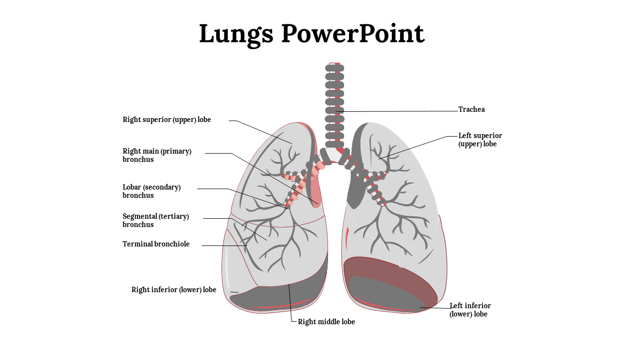 Lungs PowerPoint