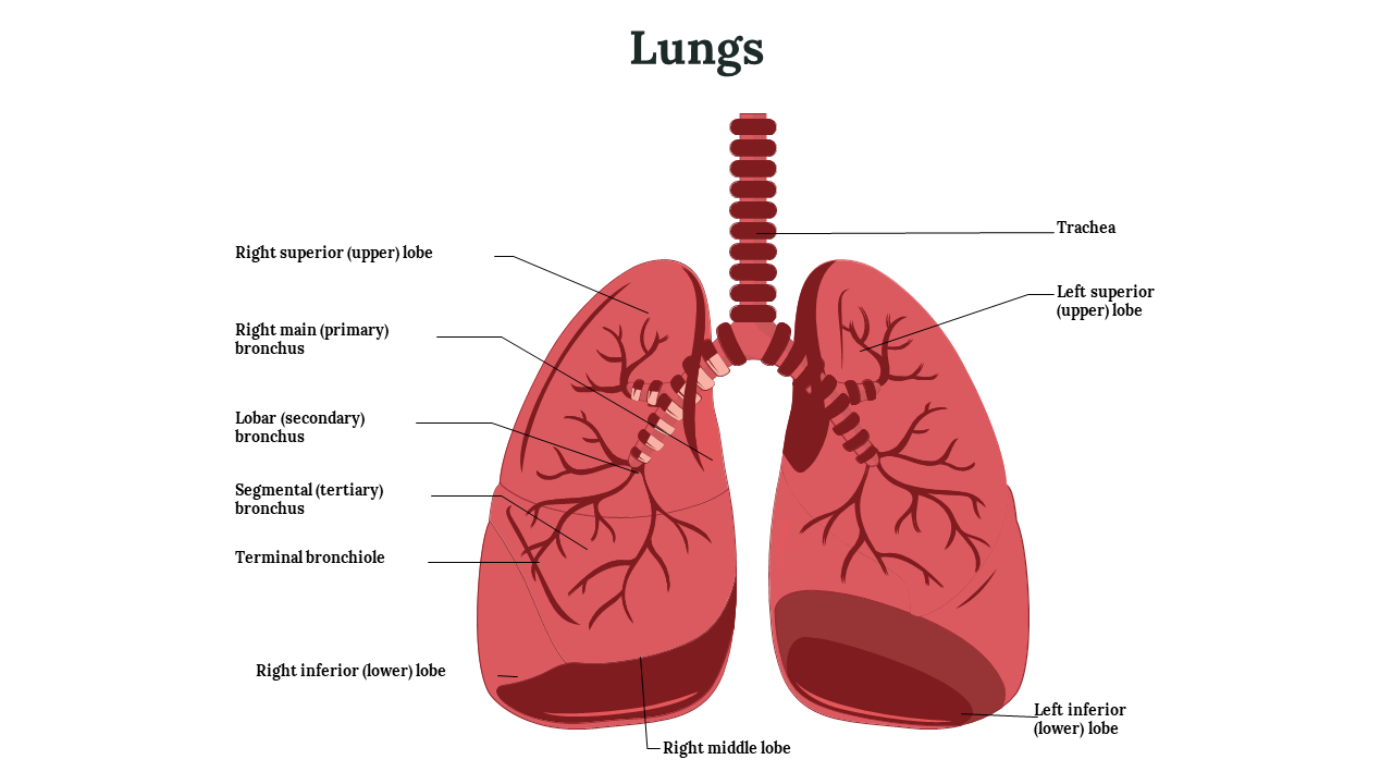 Infographics On Lung Cancer