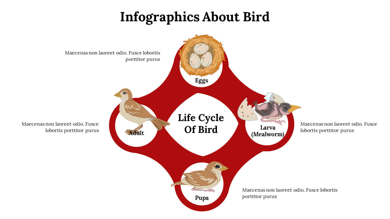 Infographics About Bird