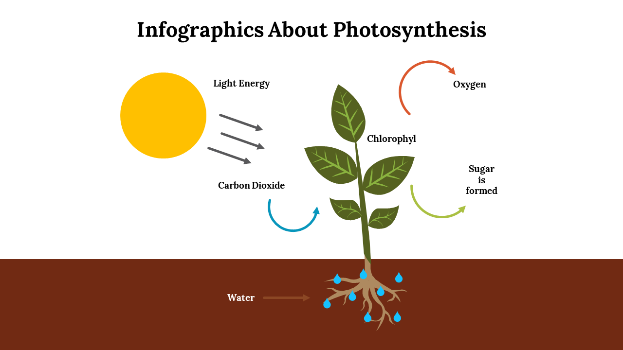 Infographics About Photosynthesis
