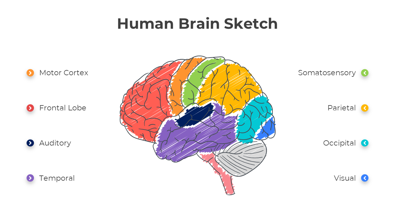 Attractive Human Brain Sketch PPT And Google Slides Template