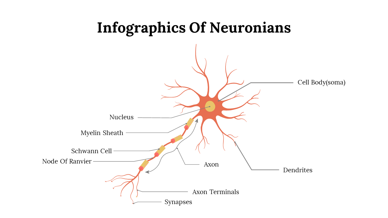 Infographics Of Neuronians