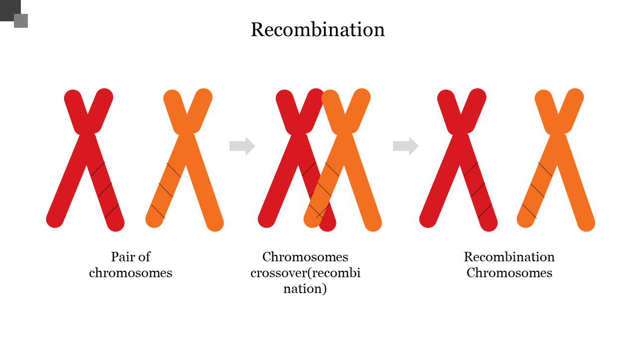 Recombination PPT Presentation Template For Slides