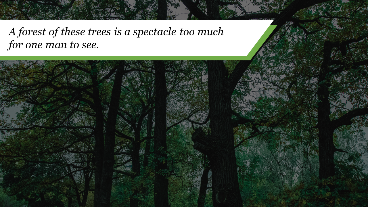 Free - Stunning Forest Background Download For Presentation