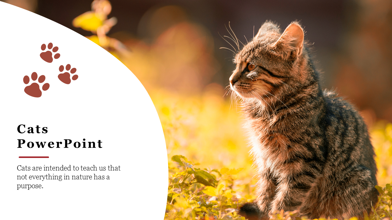 powerpoint presentation about cats