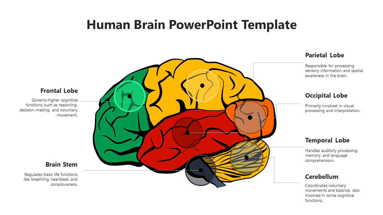 Free - Delightful Human Brain PowerPoint And Google Slides
