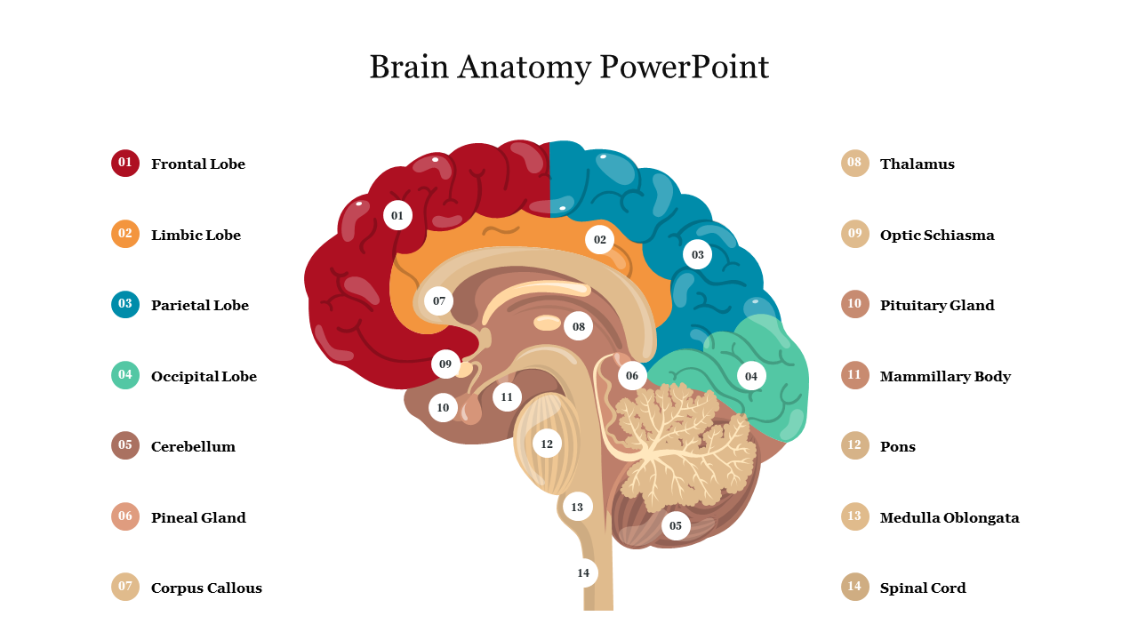 Effective Brain Anatomy PowerPoint Presentation Slide 
