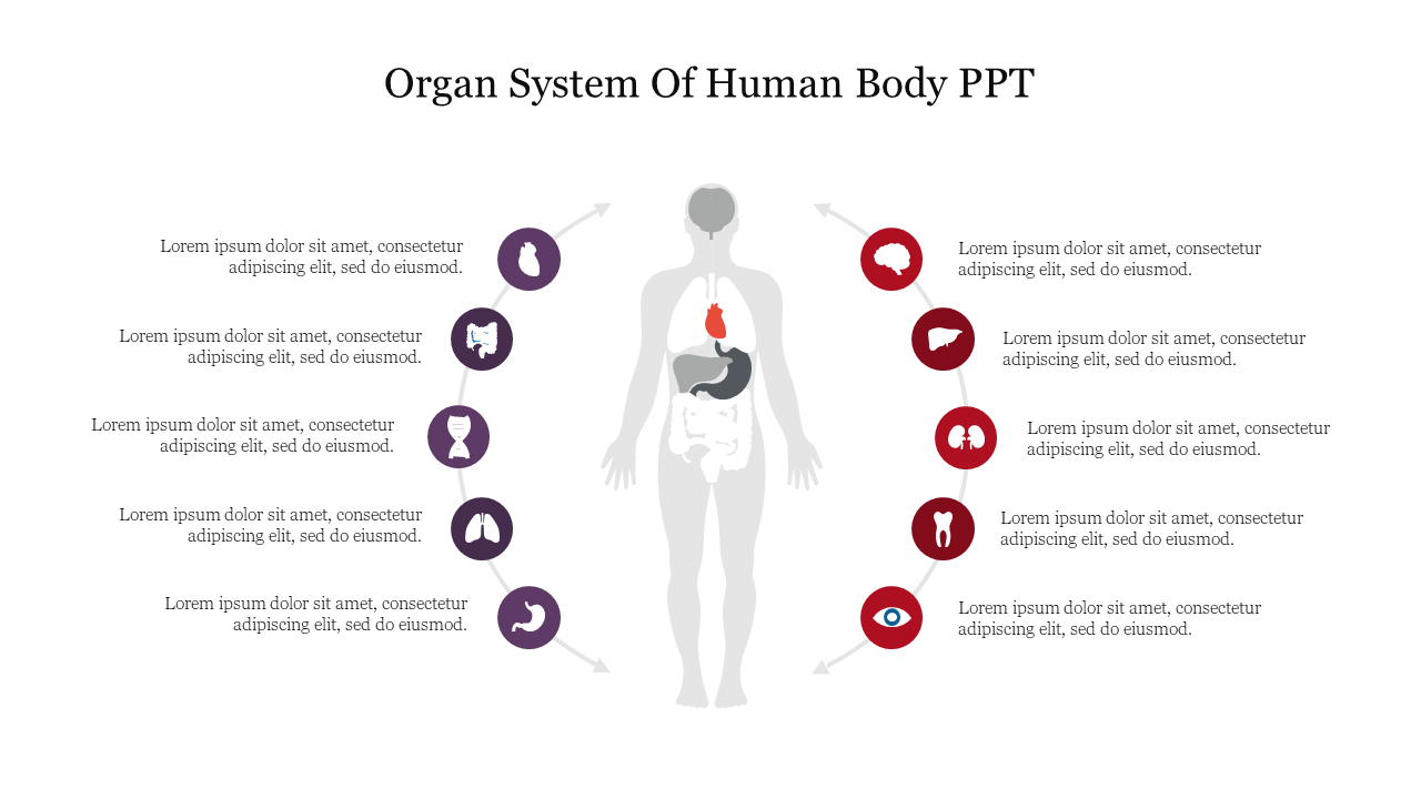 Effective Organ System Of Human Body PPT Template Slide 