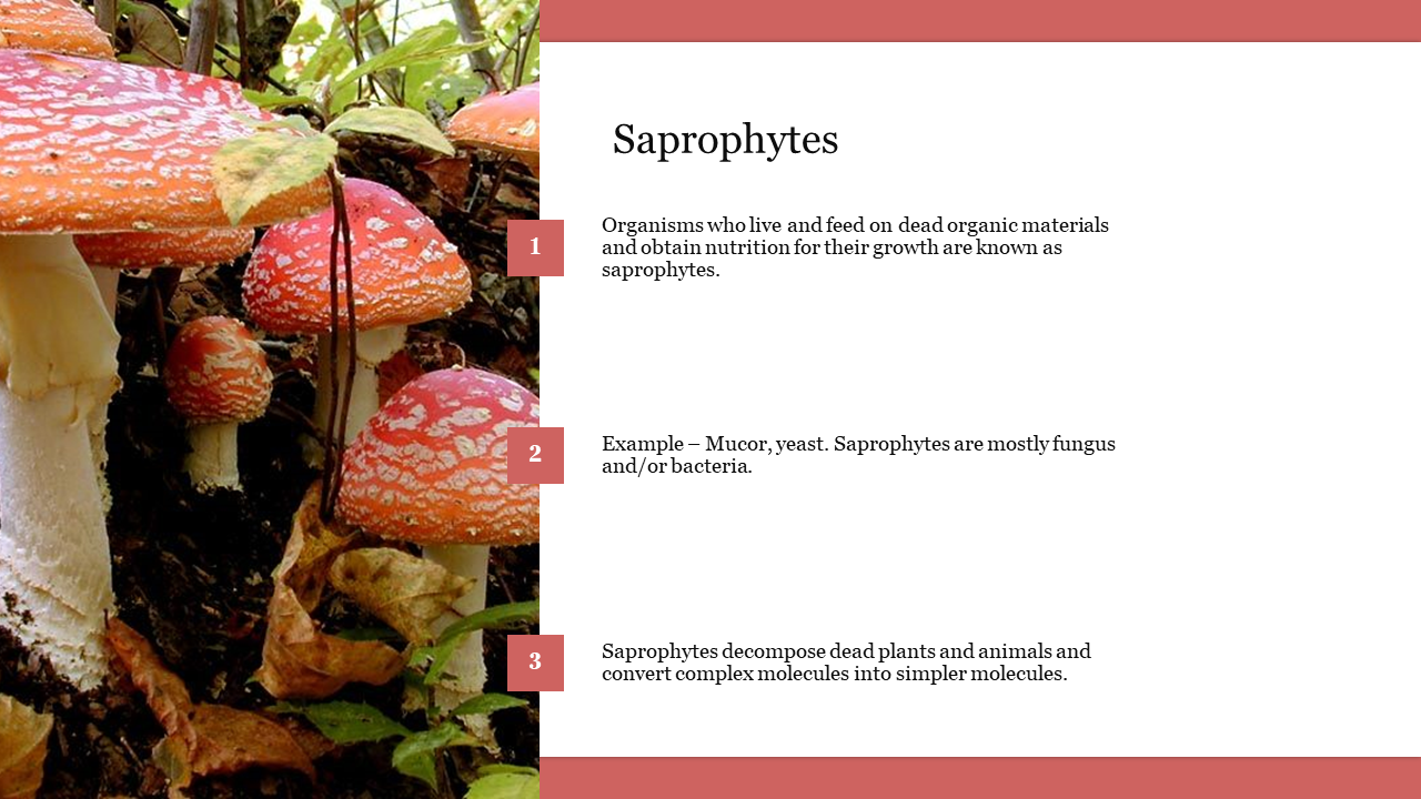 Saprophytes PowerPoint Template