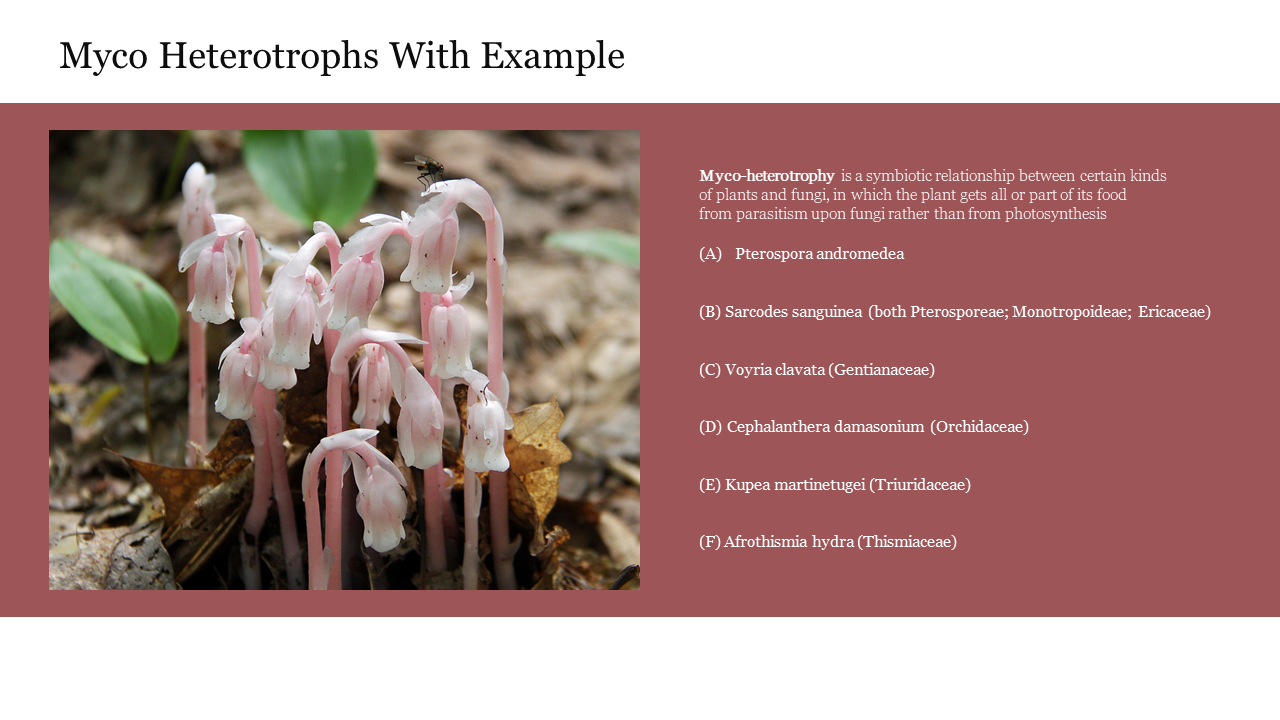 Myco Heterotrophs With Example Slide