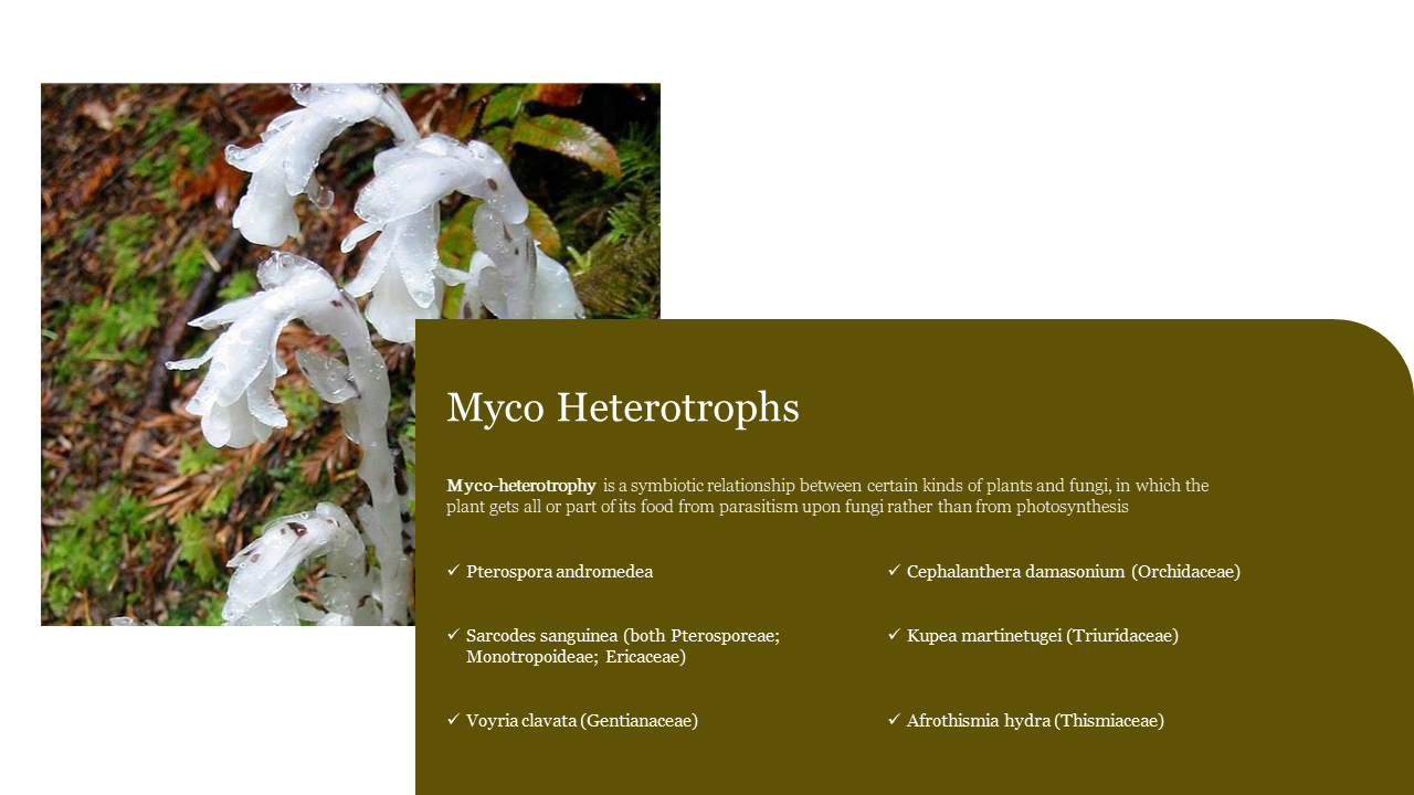 Myco Heterotrophs PowerPoint Template