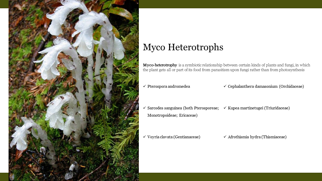 Myco Heterotrophs PowerPoint Download Slide