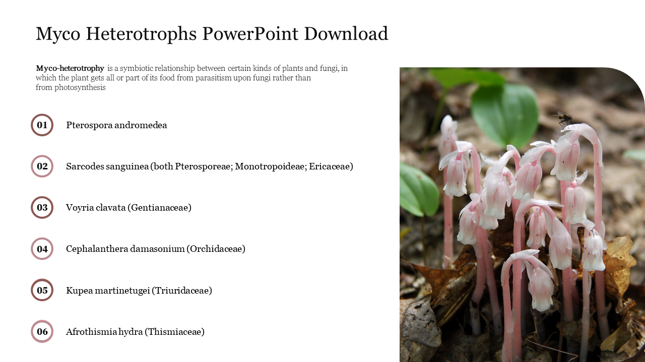 Creative Myco Heterotrophs PowerPoint Download Slide 