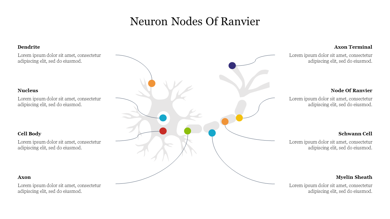 Neuron Nodes Of Ranvier