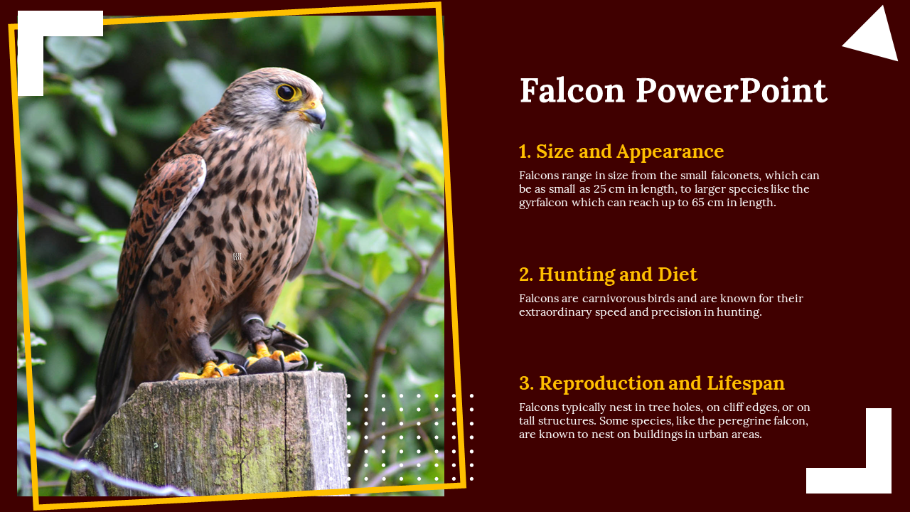 Falcon PowerPoint Template Slide