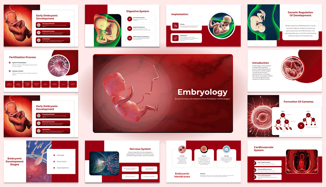 83-slideegg-embryology
