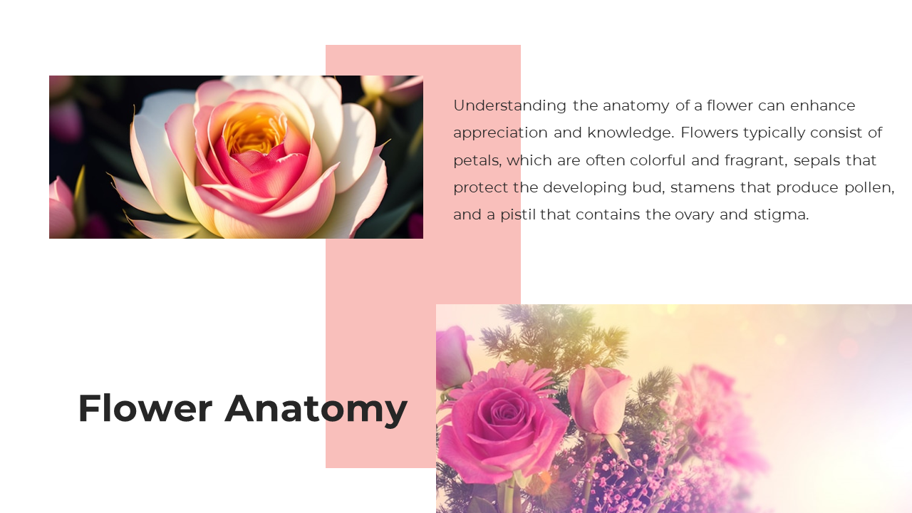 Flower anatomy slide with two flower images, pink geometric overlays, a bold heading, and text on the right.