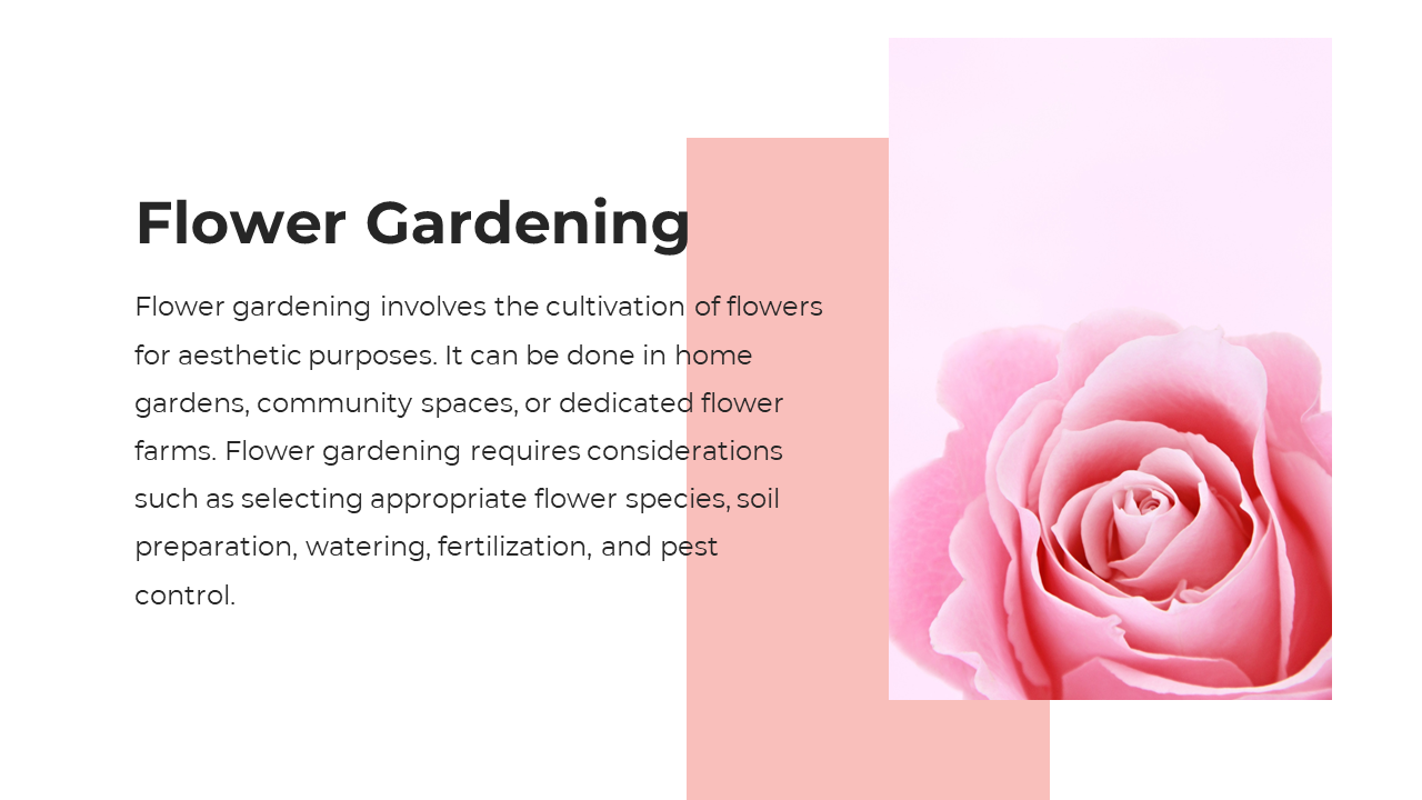 Slide featuring a pink rose on a soft background, a bold black heading, and structured text on a white section.