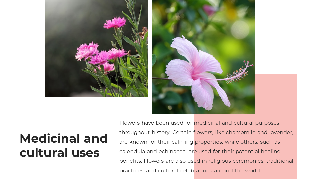 Two floral images of pink hibiscus and wildflowers, and a text block discussing the medicinal and cultural significance.