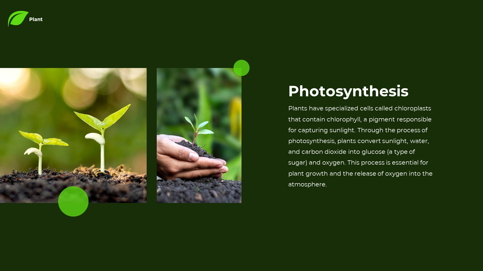 Dark green slide featuring two photos of young plants sprouting, with a text box on the right explaining photosynthesis.