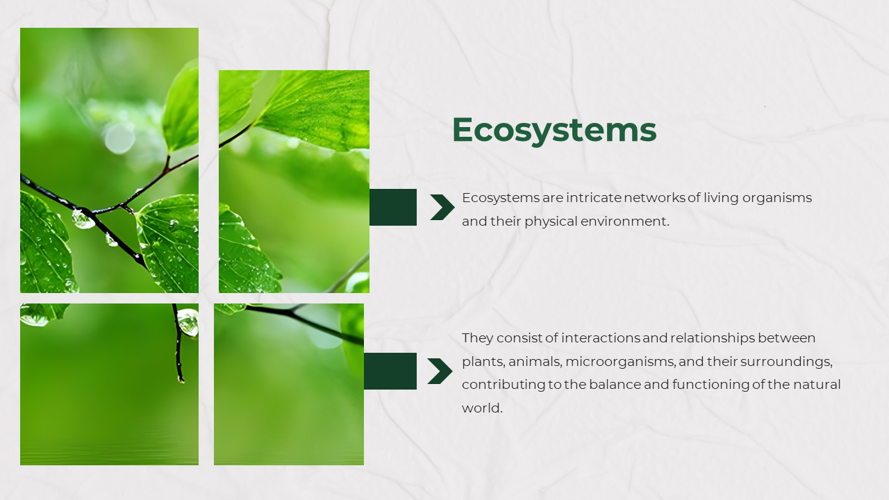 Four square images of green leaves with water droplets, with two arrows pointing to the descriptive text.