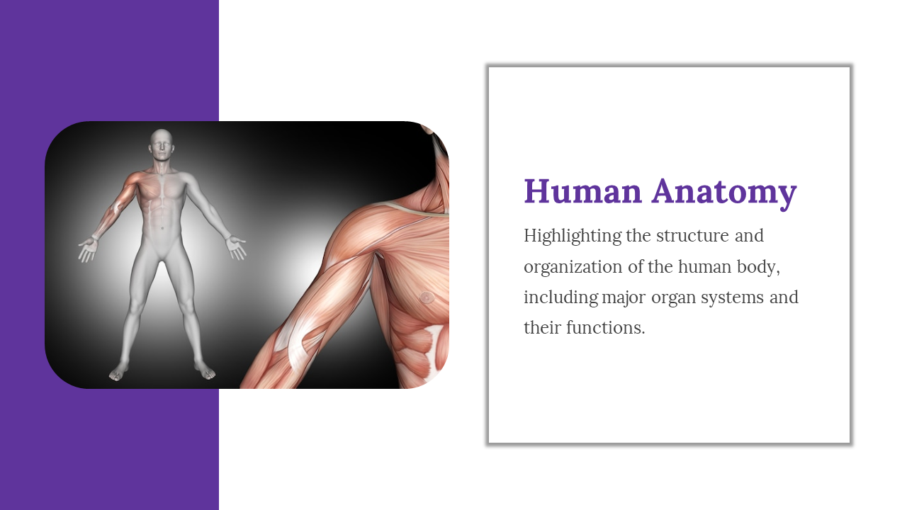 Human anatomy slide explaining the structure and organization of the human body, featuring a graphic of the body and muscles.
