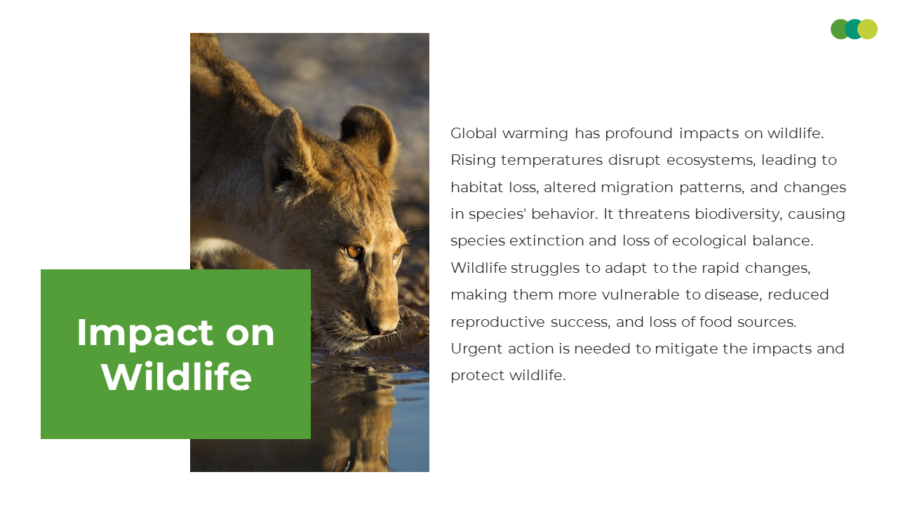 A lion drinking water from a river represents the impact of global warming on wildlife and ecosystems on a white backdrop.