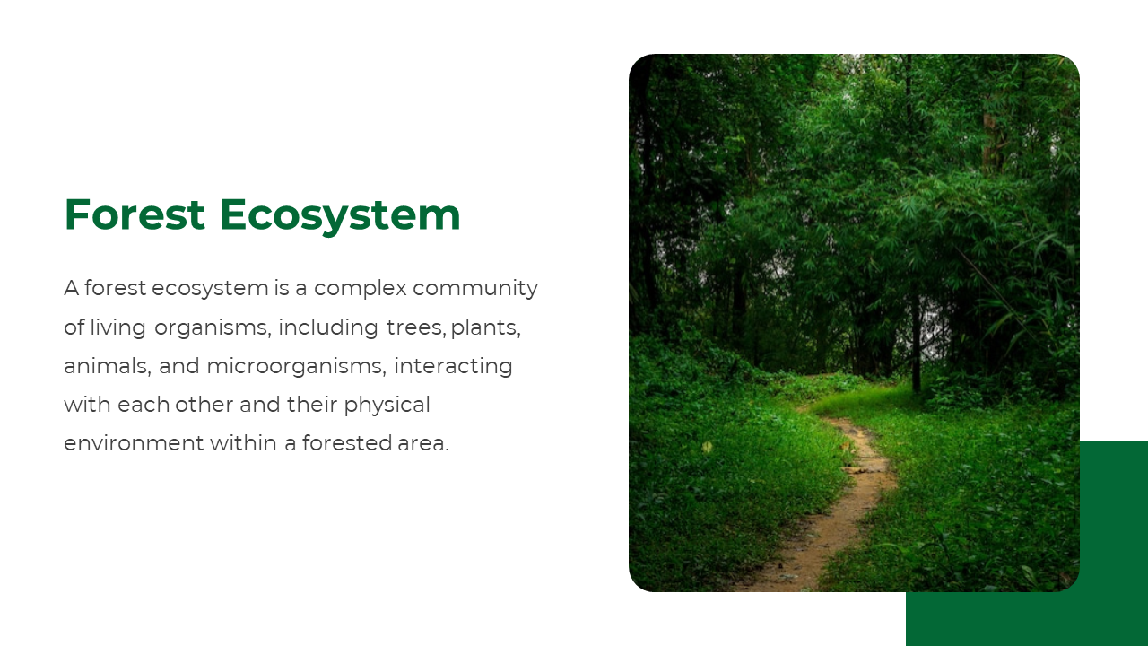 Forest Ecosystem slide describing the complex interactions of trees, plants, animals, and microorganisms in a forest.