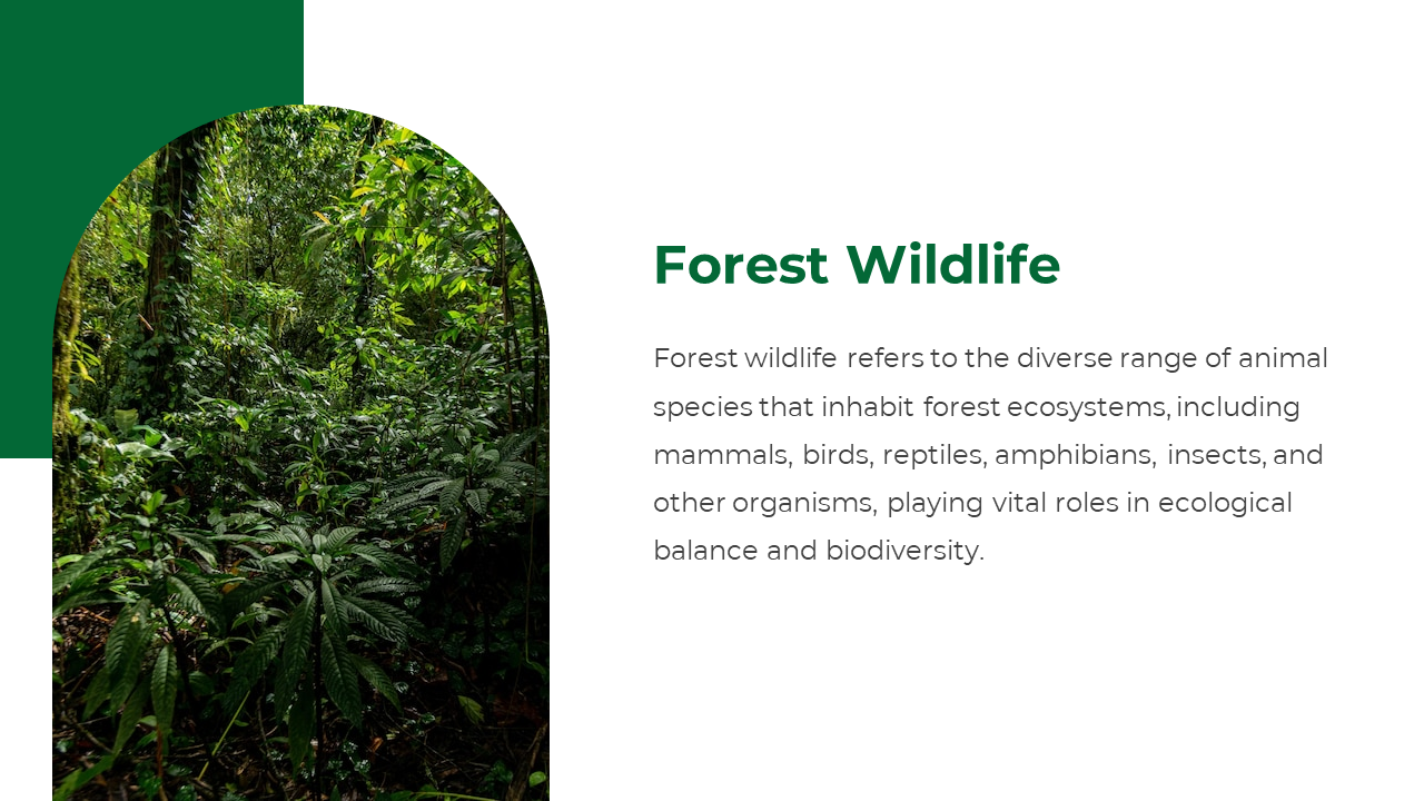 Forest Wildlife slide describing the diverse range of animal species living in forests, with a lush green forest background.