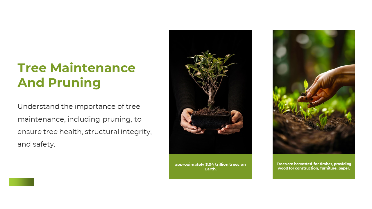 Slide with two images of hands holding a small plant in a pot and a person planting a sapling in the soil.