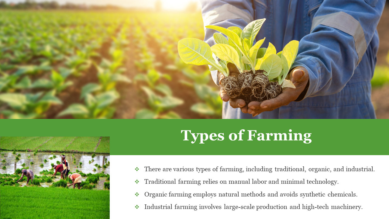 Slide shows hands in blue outfit holding seedlings, over blurred green crops and lower text box and workers in rice field.