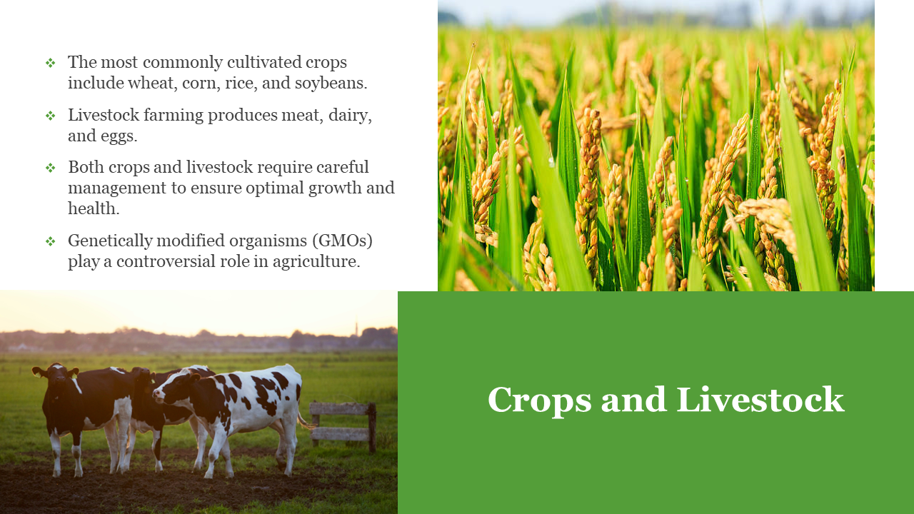 Four section layout with white and green text panels, golden rice plants on top, and black white cows in field bottom.