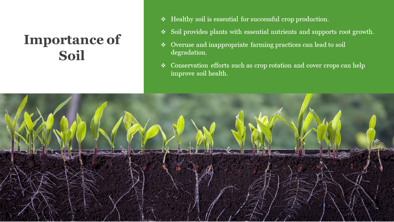 Top half shows white and green text blocks and green seedlings above dark soil with roots spreading below.