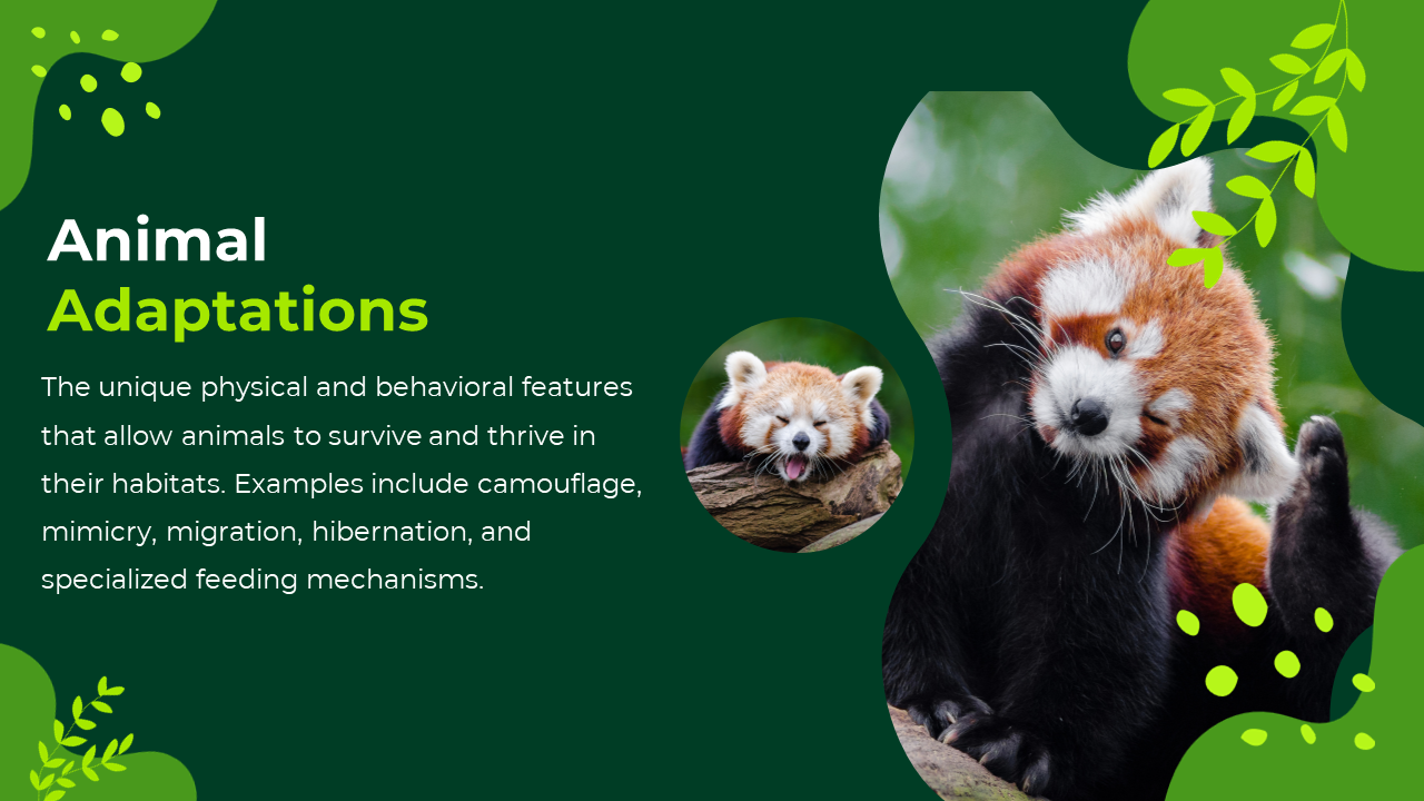 Dark green background with leafy designs, left aligned white text, and two circular photos of a red panda on the right.