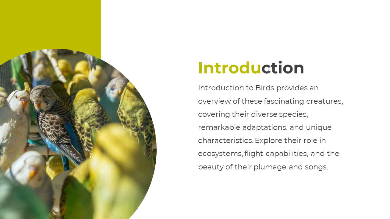 Circular photo of colorful birds appears on the left over a white and green layout, with right aligned text.