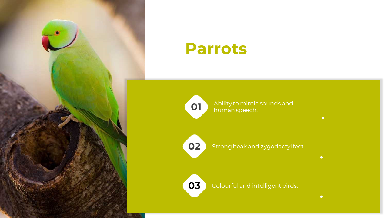 A parrot on a tree trunk is shown left, with a green box featuring three numbered white diamonds and text on right.