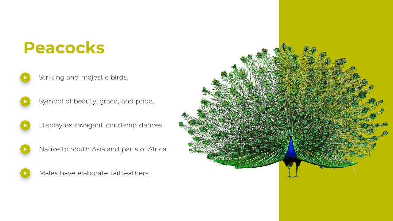 A peacock with fanned feathers is on the right over a split white and green layout, with icons and text on the left.