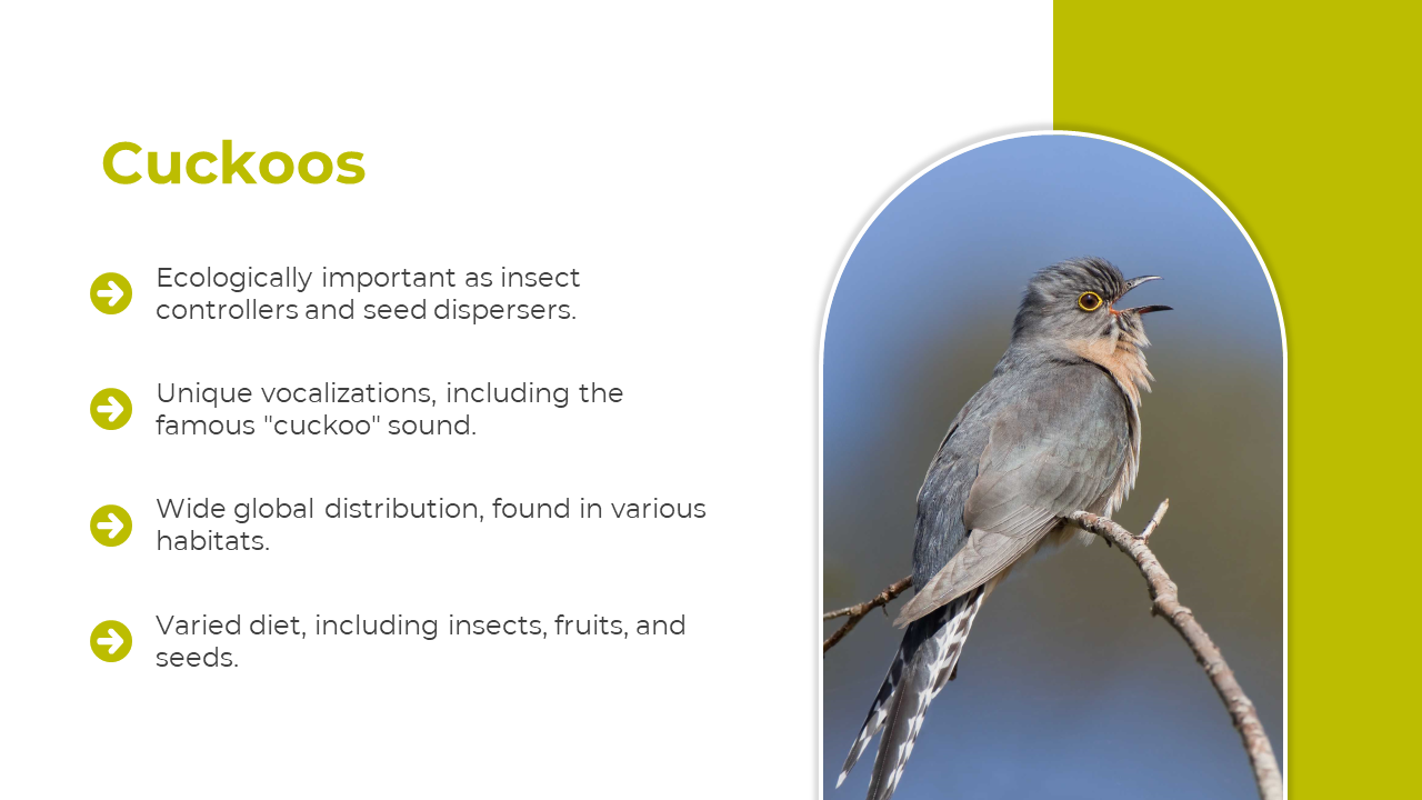 Slide shows a cuckoo perched on a branch in a rounded photo frame on the right, with green icons and text on a white layout.