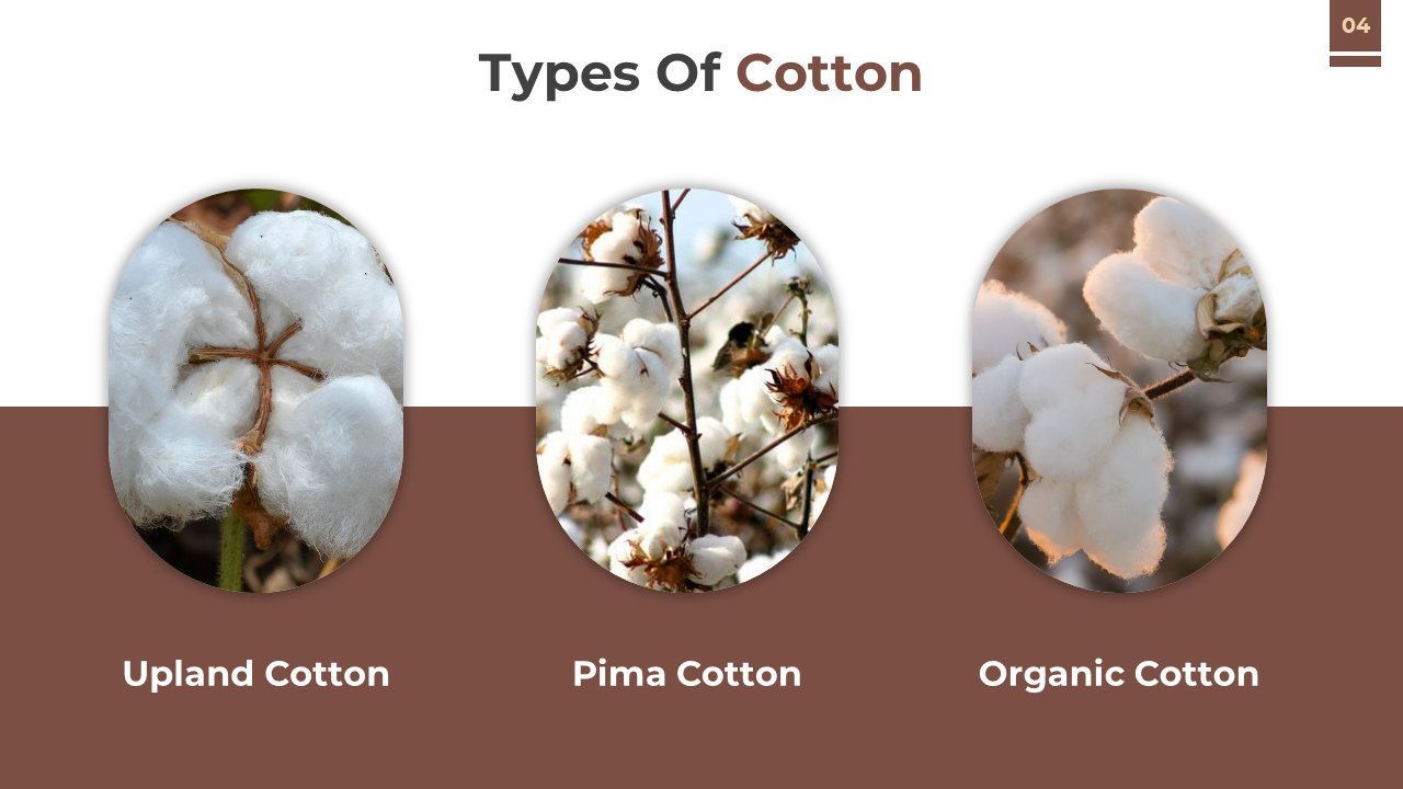 Three vertically oval images of cotton types are aligned side by side above a brown and white split background.