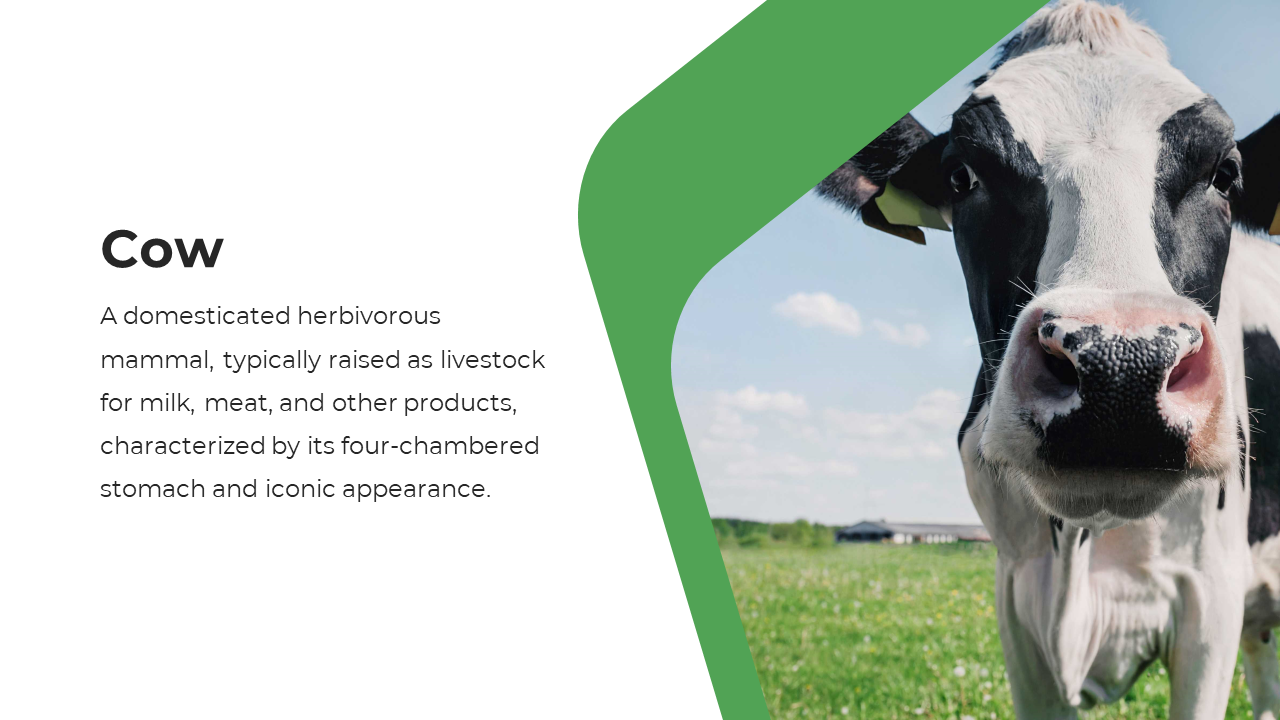 A cow stands in a grass field on the right, framed by a curved green shape, with white space and text on the left side.