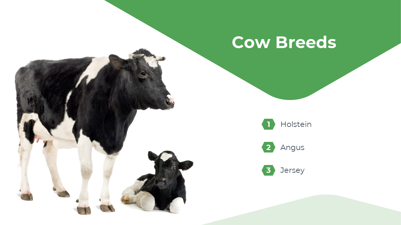 A standing cow and a calf are on the left, while the right features a green curved banner and three vertical numbered list.