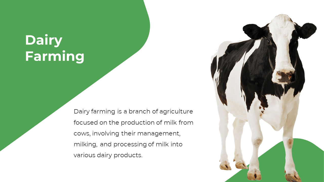 A standing cow is placed on the right with a green angular shape on the left containing bold heading and text on white space.