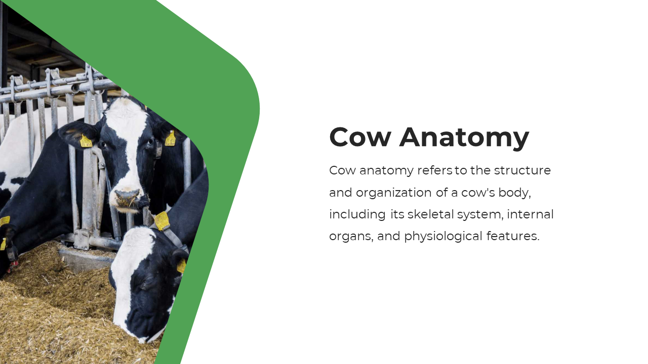 Slide features cows behind bars over straw bedding, framed by a green diagonal shape, with text placed on white righ space.