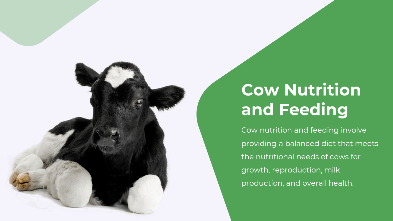 Slide shows a calf resting on white space to the left, with green background and aligned text content on the right.