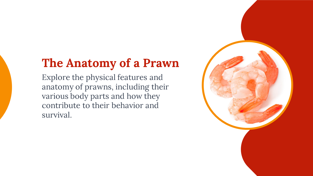 Slide with bold curved red accents, left aligned text, and a circular image of prawns framed in orange on the right.