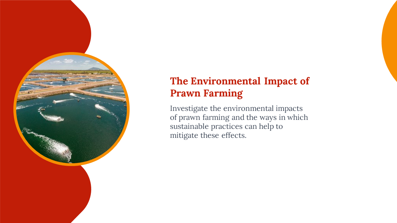 Slide with curved red and orange shapes, featuring a circular photo of prawn farms on the left, and text on the right.