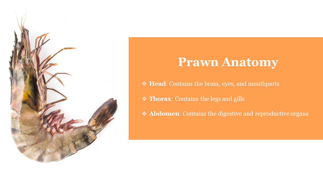 White background design featuring a detailed prawn illustration on the left and a large orange box with text on the right.