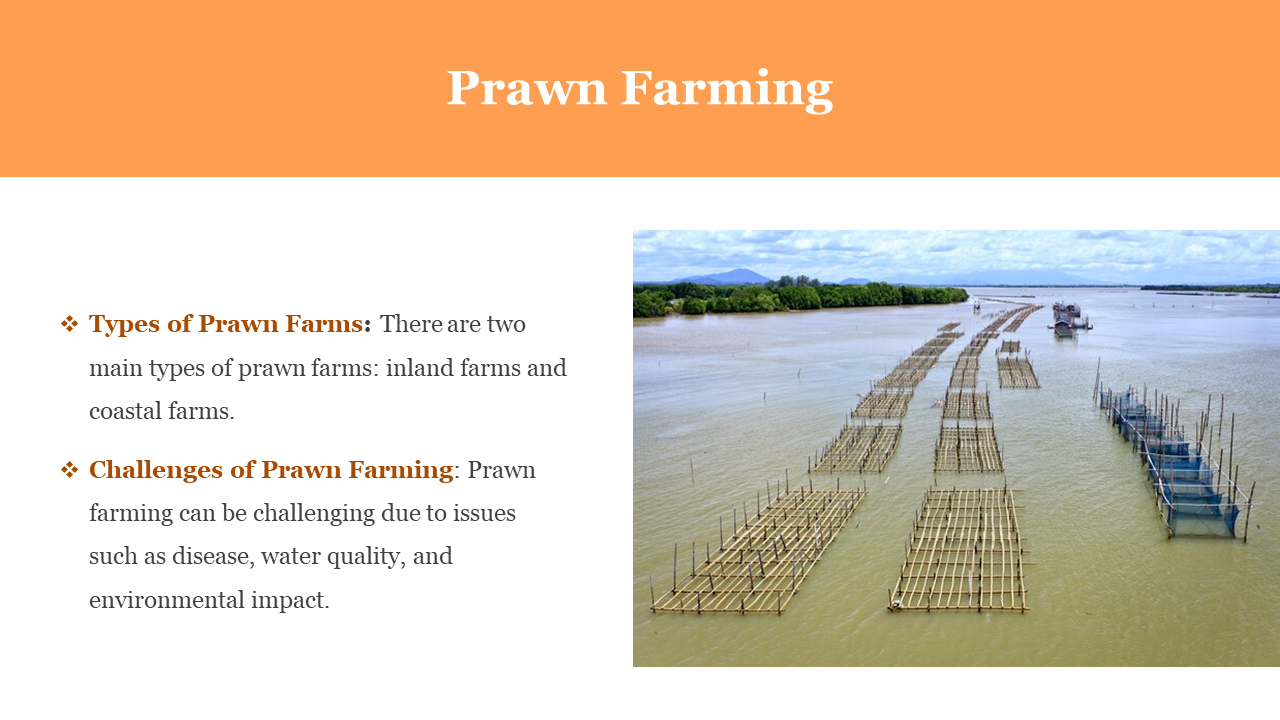 Slide with an orange header, brown text on the left, and a rectangular photo of a prawn farm on the right.